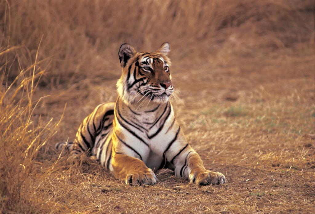 The Oberoi Vanyavilas Wildlife Resort, Ranthambhore Sawai Madhopur Exterior photo